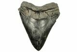 Fossil Megalodon Tooth - Sharply Serrated Blade #265025-1